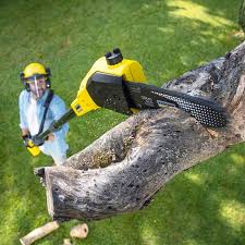 Trusted Chickamauga, GA Tree Removal Experts