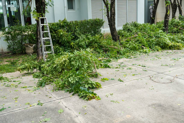 Best Lawn Disease Treatment  in Chickamau, GA