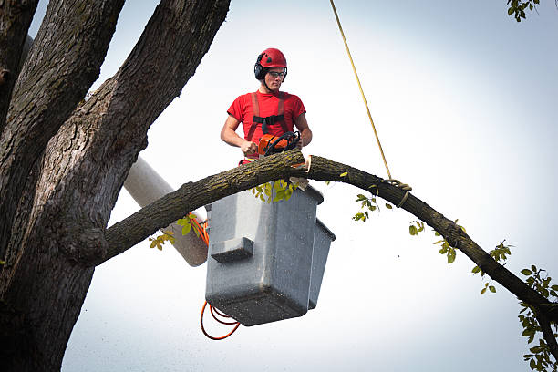 Best Palm Tree Trimming  in Chickamau, GA